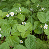Fragaria vesca ruegen - Bosaardbei 'Rügen' - Overige fruitzaden