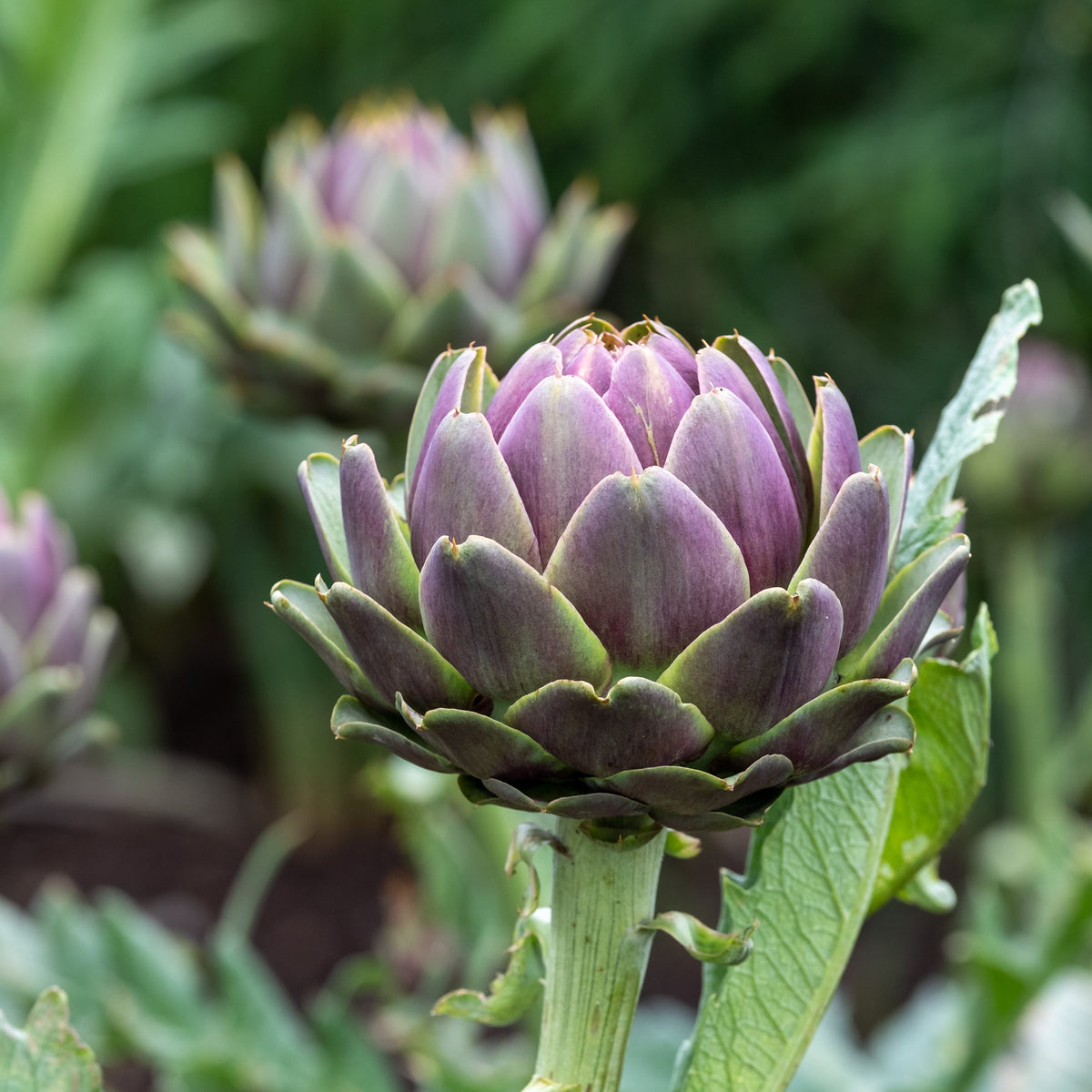 Artisjok - Artisjok 'Violet de Provence' - Cynara cardunculus scolymus Violet de Provence