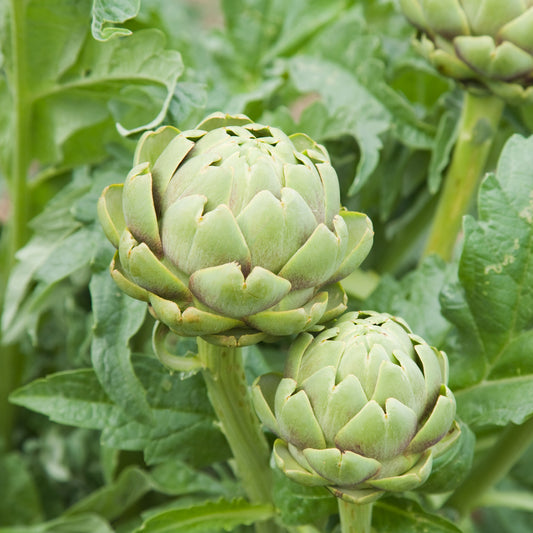 Artisjok 'Vert de Provence' - Bakker