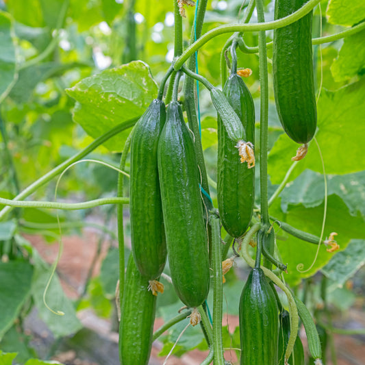 Komkommer 'Broumana F1' - Bakker