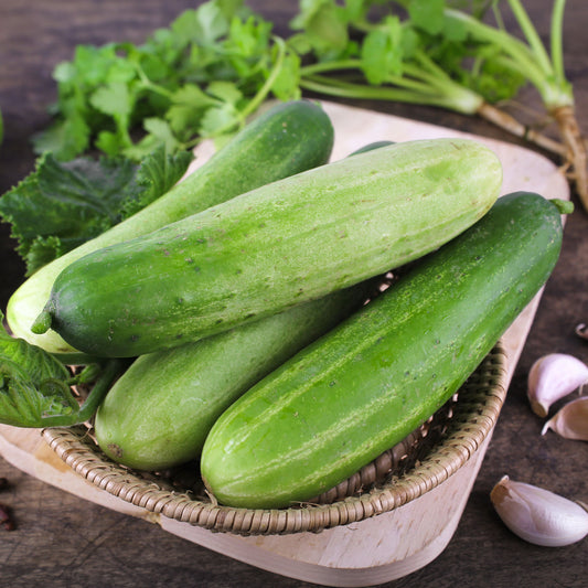 Komkommer 'Sonja F1' - BIO - Bakker