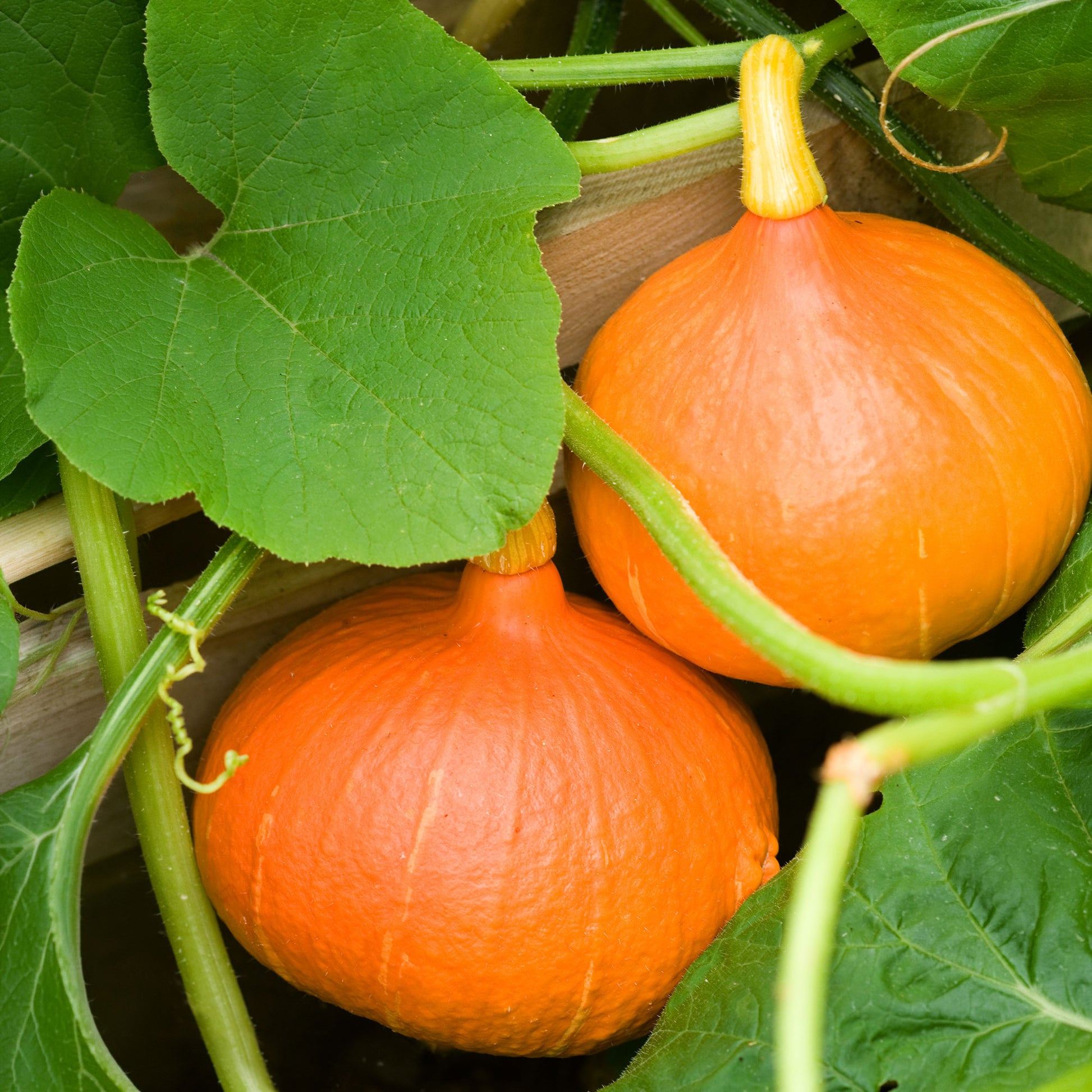 Cucurbita maxima uchiki kuri - Pompoen 'Uchiki Kuri' - BIO - Pompoenzaden