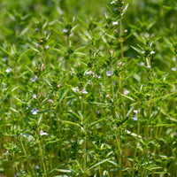 Bonenkruid - BIO - Bakker