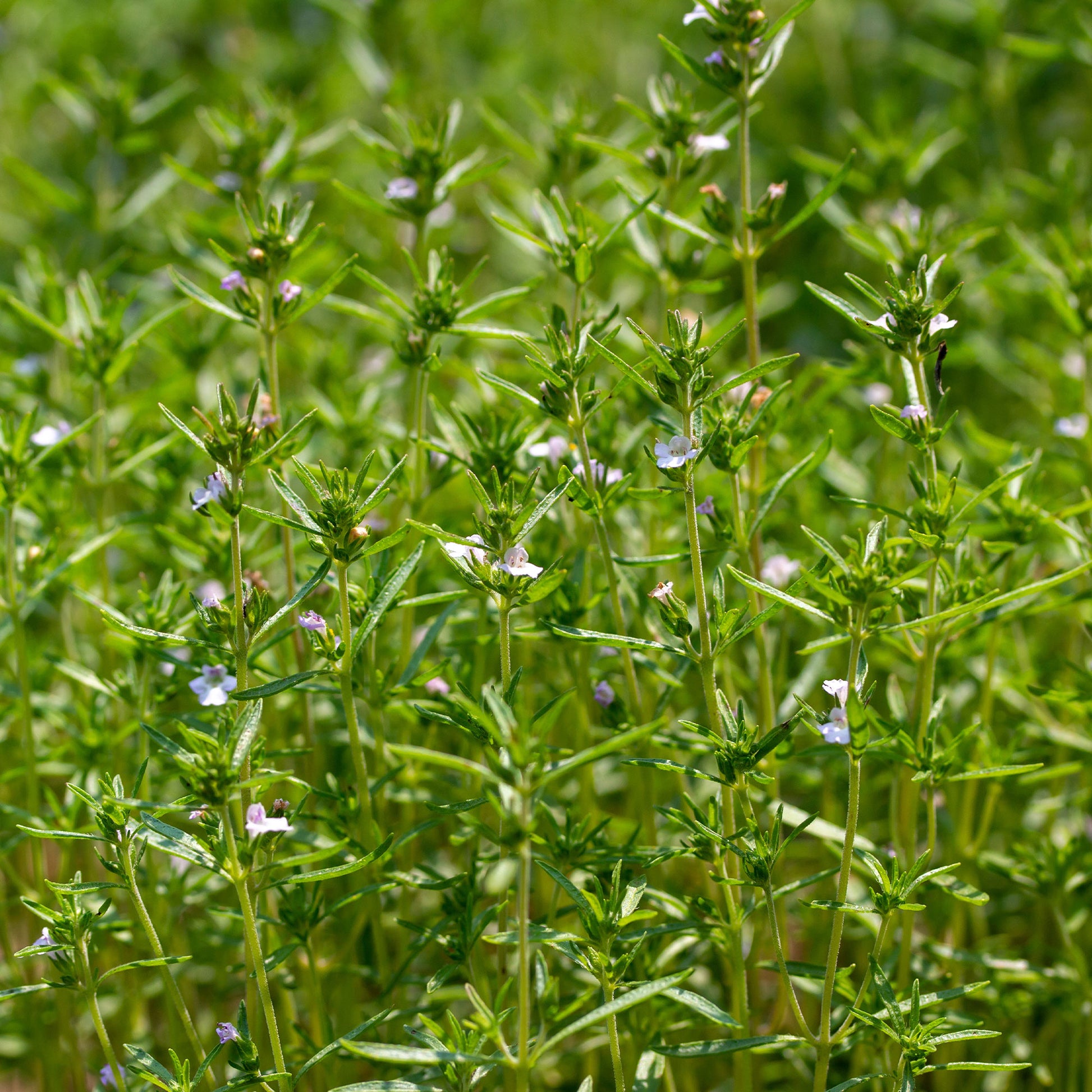 Bonenkruid - BIO - Bakker
