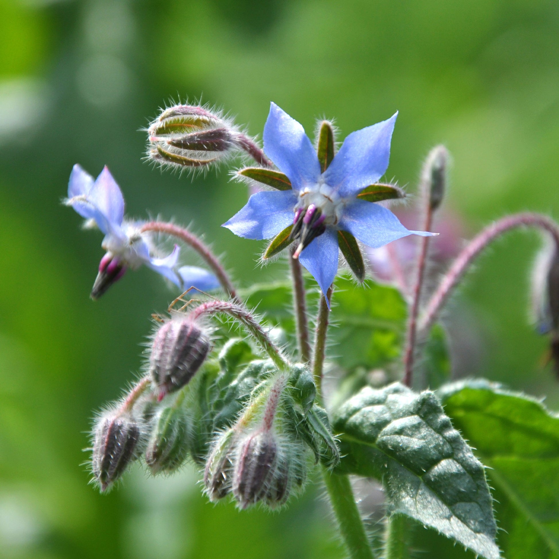 Bernagie - blauw - BIO - Borago officinalis - Bakker