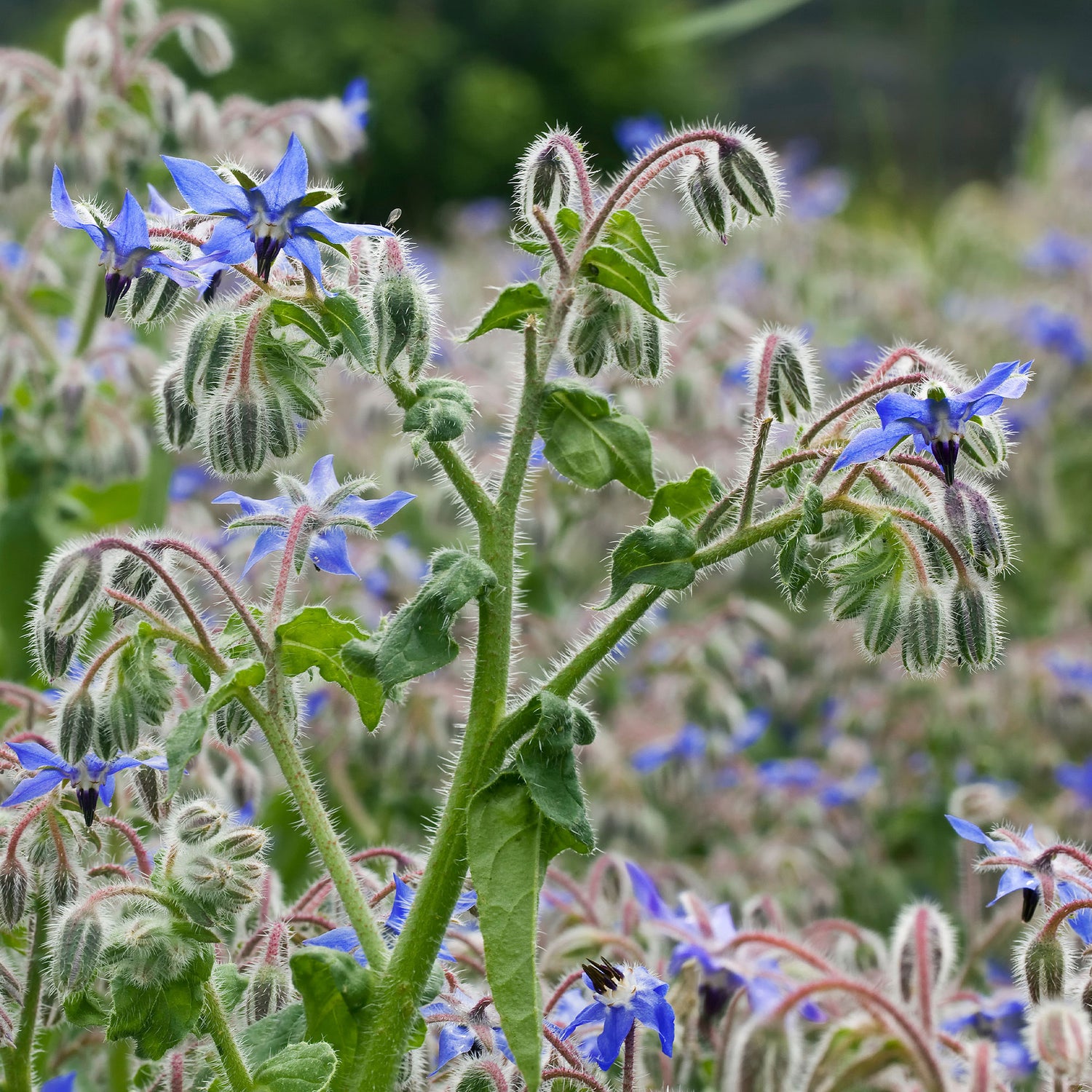 Borago - Bernagie