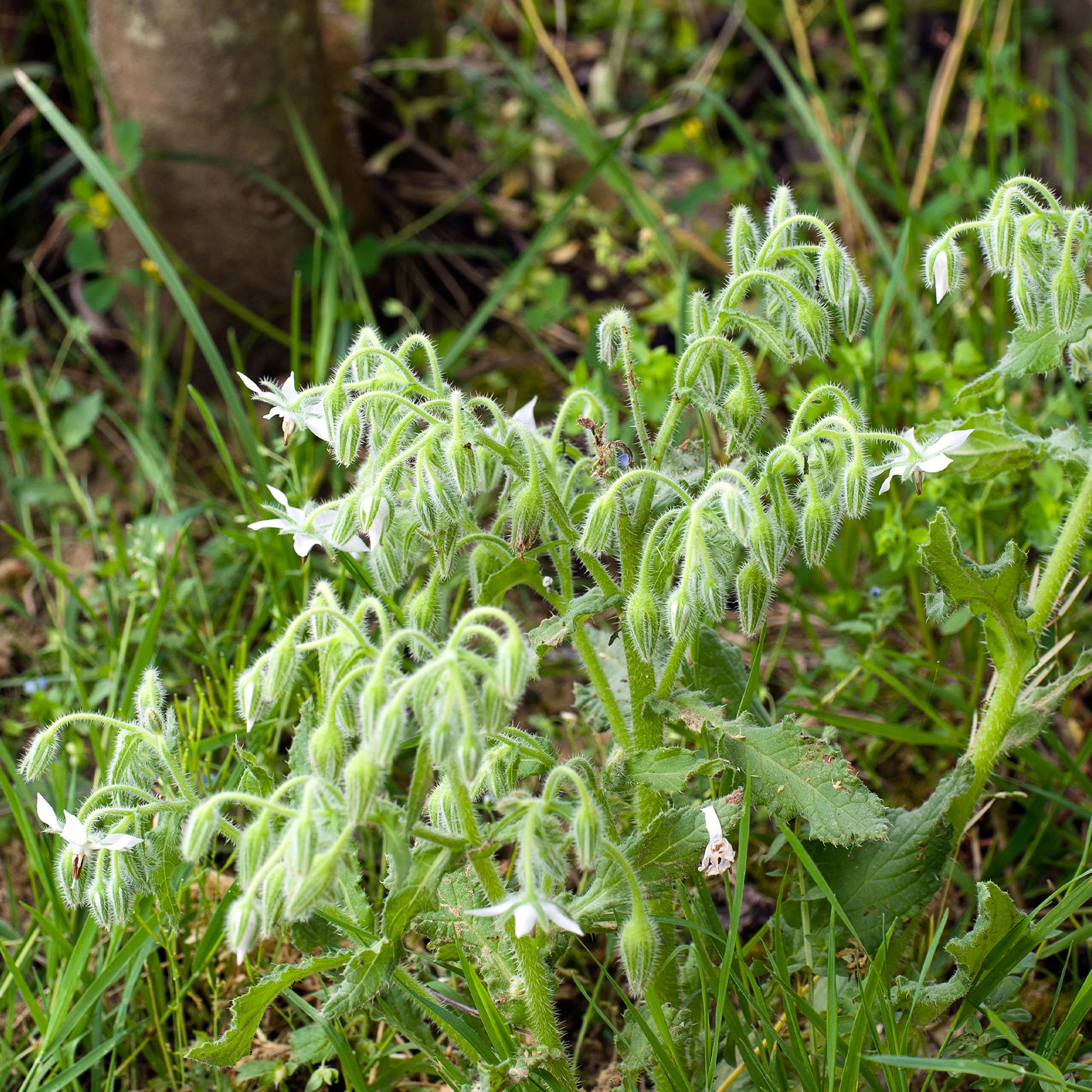 Bernagie - blauw + wit - Borago officinalis - Bakker