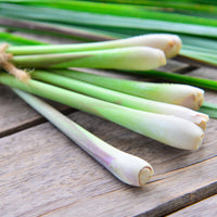 Cymbopogon flexuosus - Citroengras - Kruidenzaden