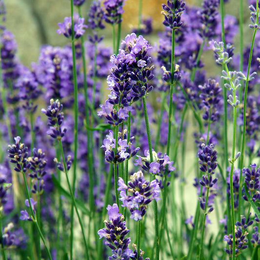 Lavendel 'Vera' - Bakker