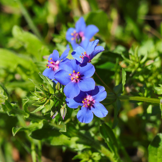 Anagallis monelli -  Blue Noon - Bakker
