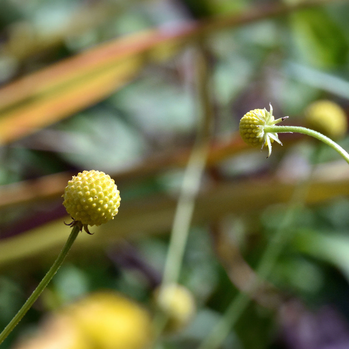 Snoepjesplant Cephalophora Pineapples - Bakker