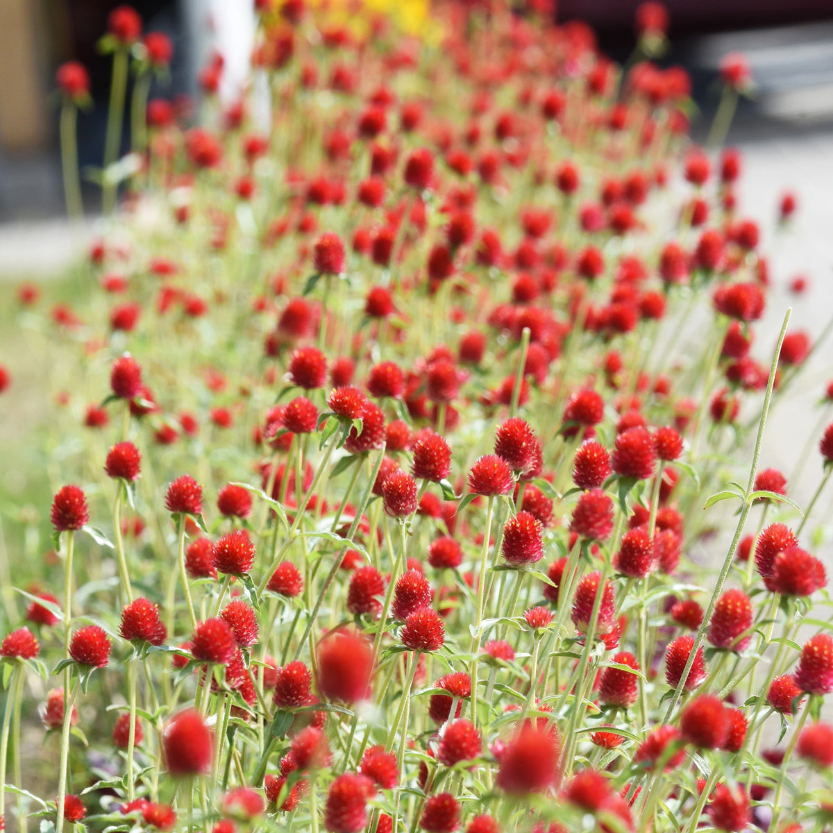 Gomphrena haageana Strawberry Fields - Kogelamarant - Eenjarige bloemzaden