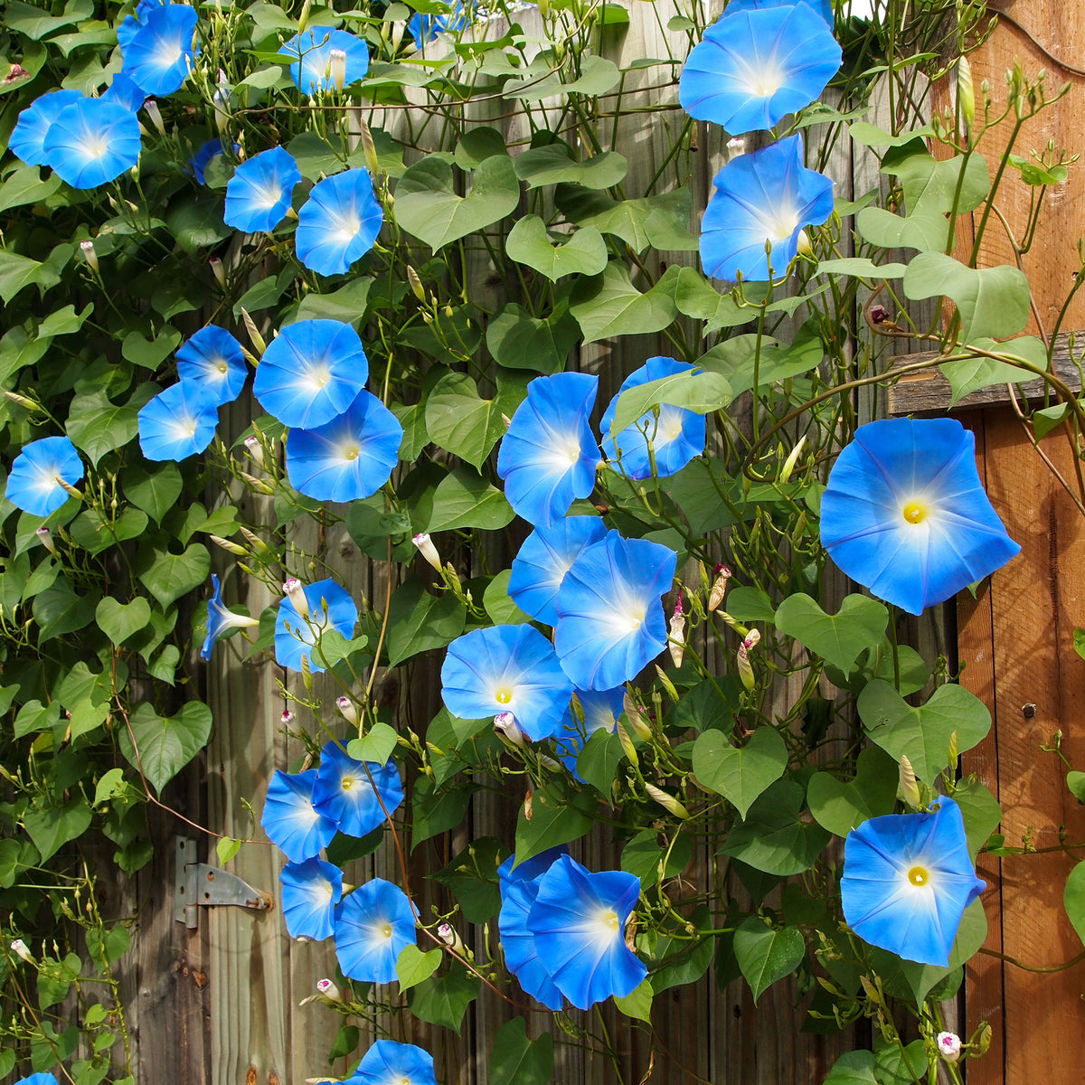Grootbloemige klimmende winde 'Heavenly Blue' - Ipomoea tricolor heavenly blue - Bakker