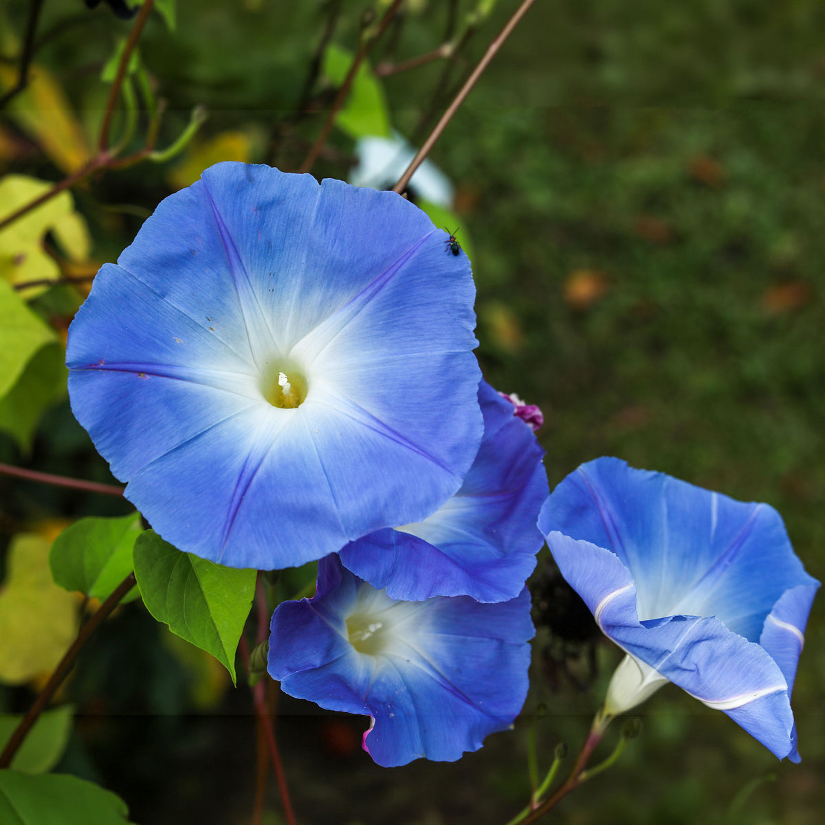 Ipomoea tricolor heavenly blue - Grootbloemige klimmende winde 'Heavenly Blue' - Eenjarige bloemzaden