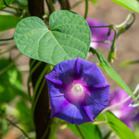 Ipomoea nil - Grootbloemige klimmende winde 'Grandpa Ott' - Eenjarige bloemzaden