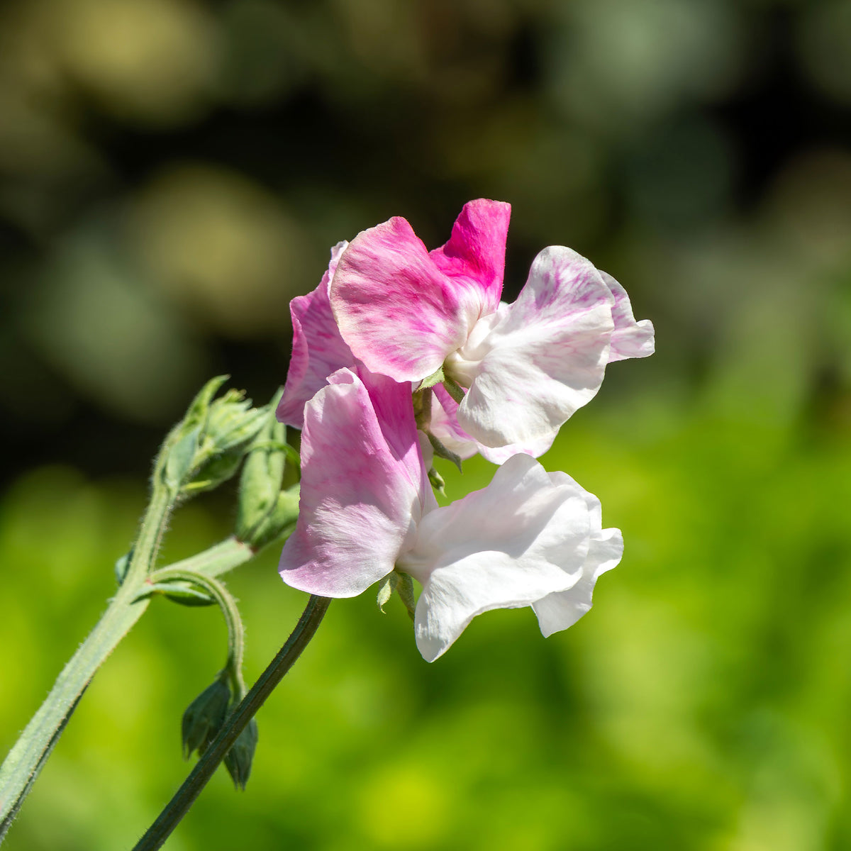 Lathyrus odoratus grandiflorus painted lady 1937 - Lathyrus Reukerwt Painted lady - Eenjarige bloemzaden