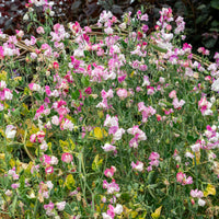 Lathyrus Reukerwt Painted lady - Lathyrus odoratus grandiflorus painted lady 1937 - Bakker