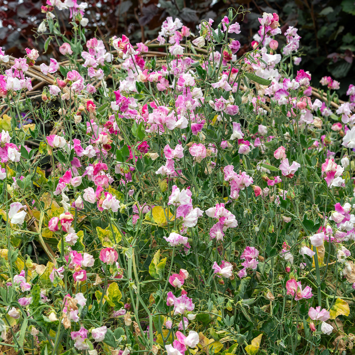 Lathyrus Reukerwt Painted lady - Lathyrus odoratus grandiflorus painted lady 1937 - Bakker