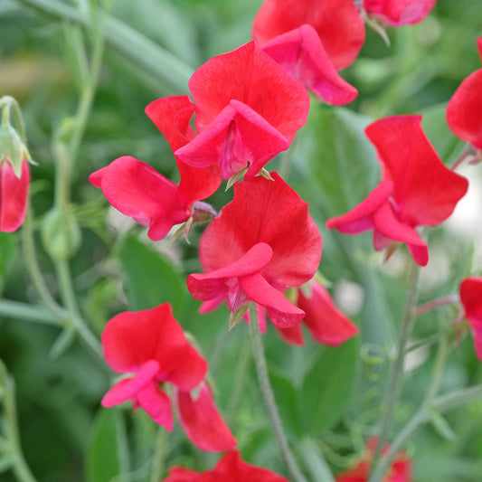Lathyrus Reukerwt King Edward the th - Bakker