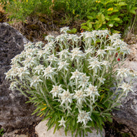 Meerjarige edelweiss - Leontopodium alpinum - Bakker