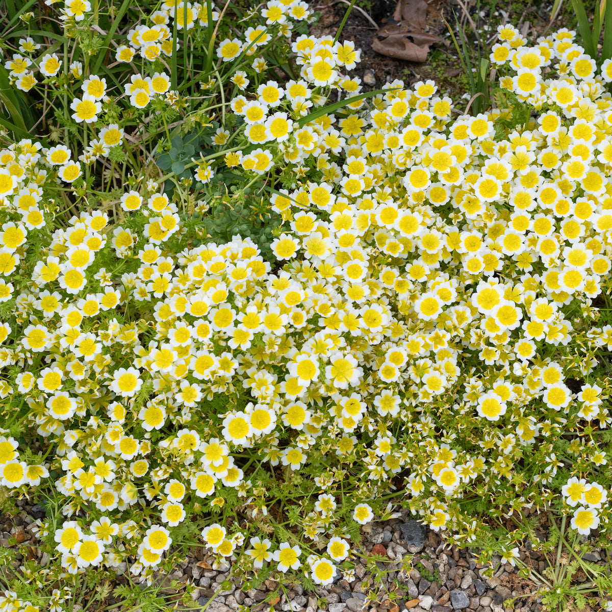 Moerasbloem - Bakker
