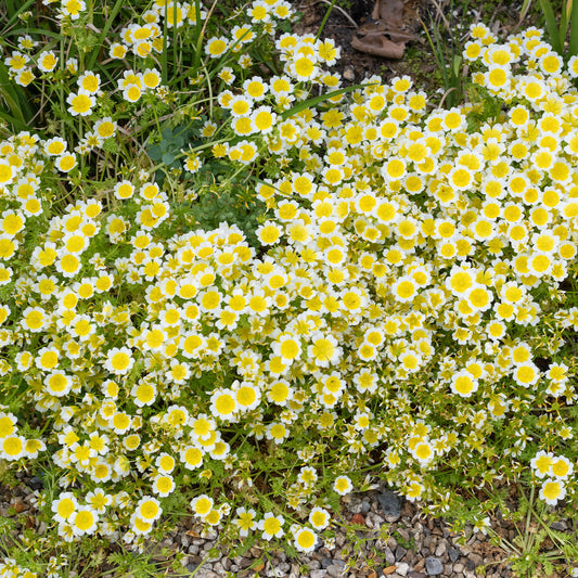 Moerasbloem - Bakker