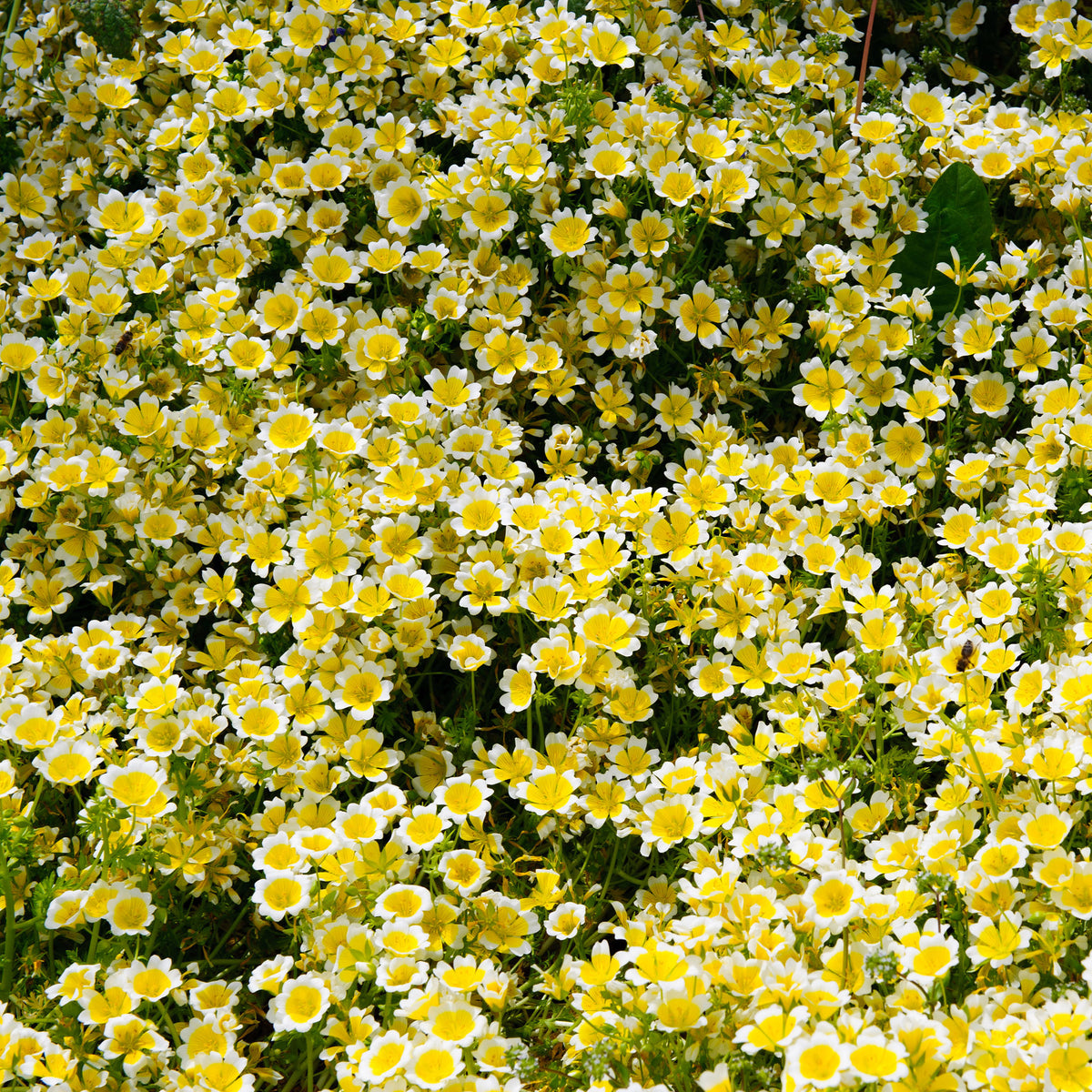 Limnanthes douglasii - Moerasbloem - Terras en balkon