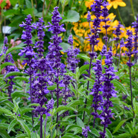 Meelsalie 'Blue Plus' - Bakker