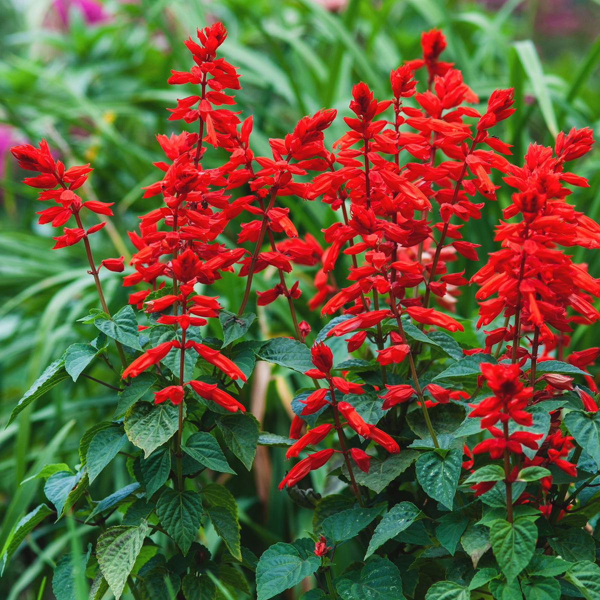Vuursalie - Salvia splendens - Bakker