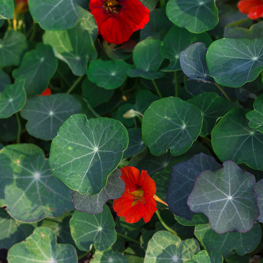 Oost-Indische kers 'Empress of India' - Bakker