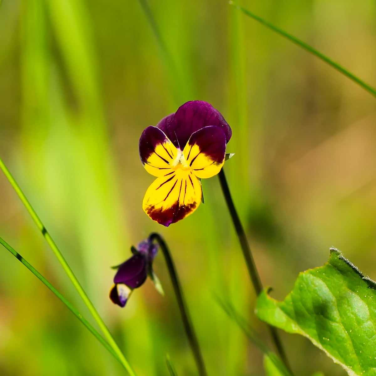 Viola cornuta helen mount - Hoornviooltje 'Helen Mount' - Terras en balkon