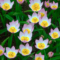 Verkoop Wildtulpen Bakeri Lilac Wonder (x10) - Tulipa lilac wonder