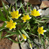 Tulpen - Wildtulpen Tarda (x10) - Tulipa tarda