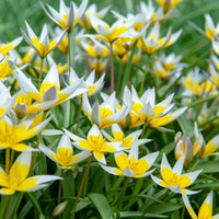 Verkoop Wildtulpen Tarda (x10) - Tulipa tarda
