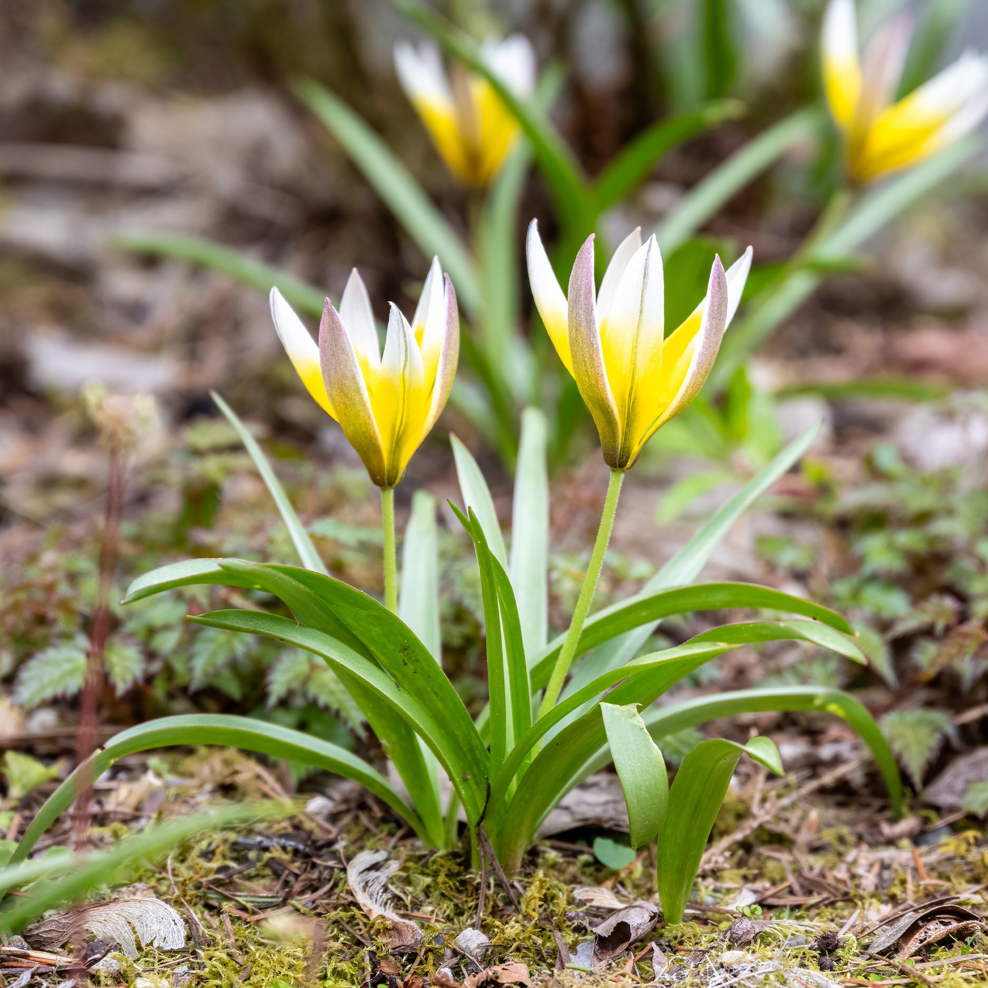 Tulipa tarda - Wildtulpen Tarda (x10) - Tulpen