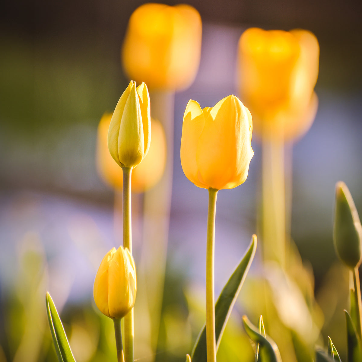 Langstelige tulp geel (x5) - Bakker