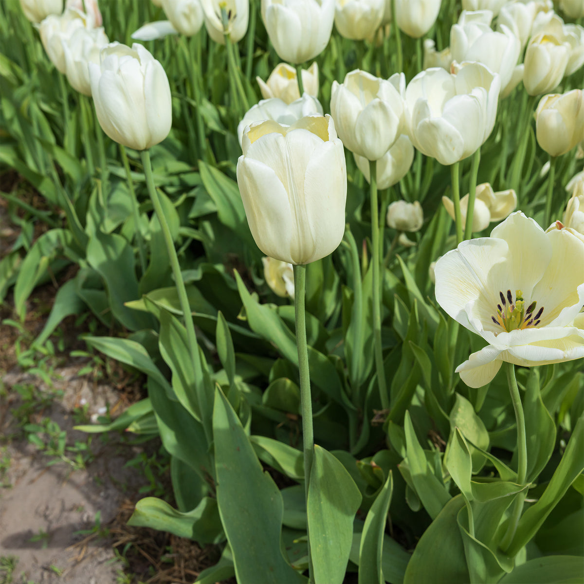 Langstelige tulp wit (x5) - Bakker
