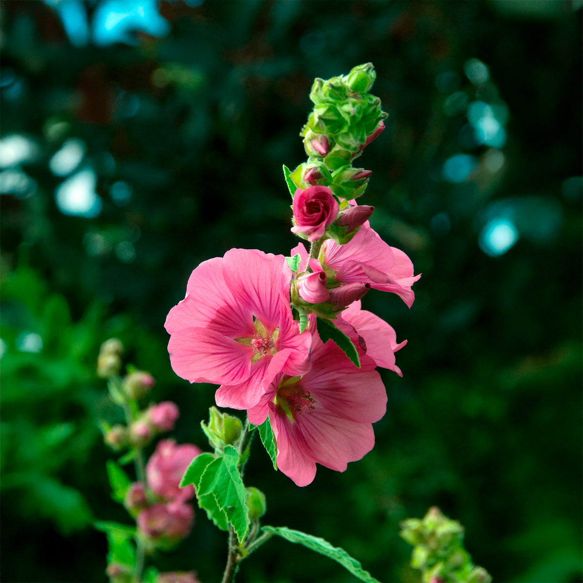 Lavatera - Struikmalva (x2) - Bloeiende heesters