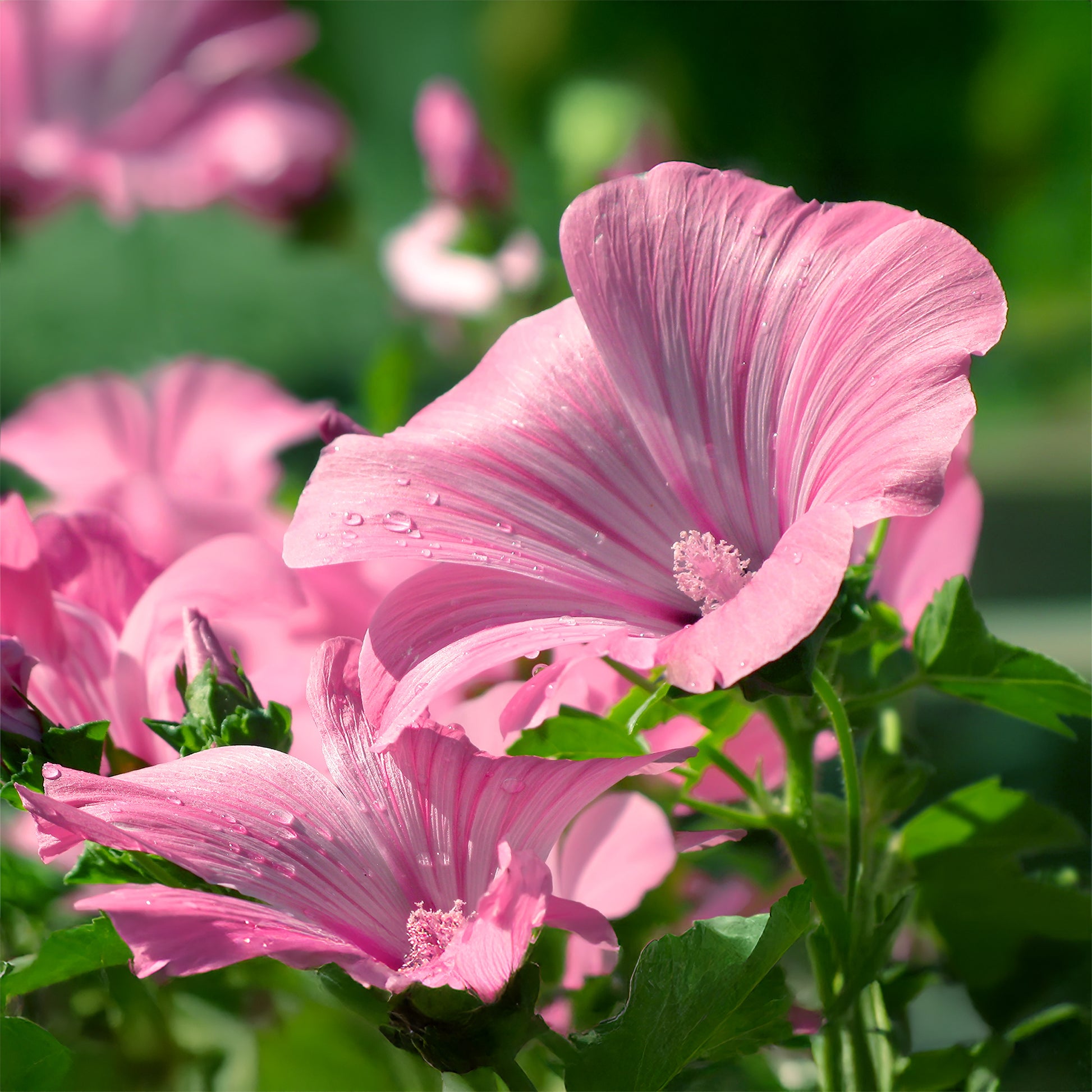 Struikmalva (x2) - Lavatera - Bakker