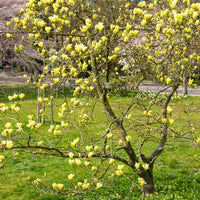 Magnolia 'Yellow Lantern' - Magnolia Yellow Lantern - Bakker