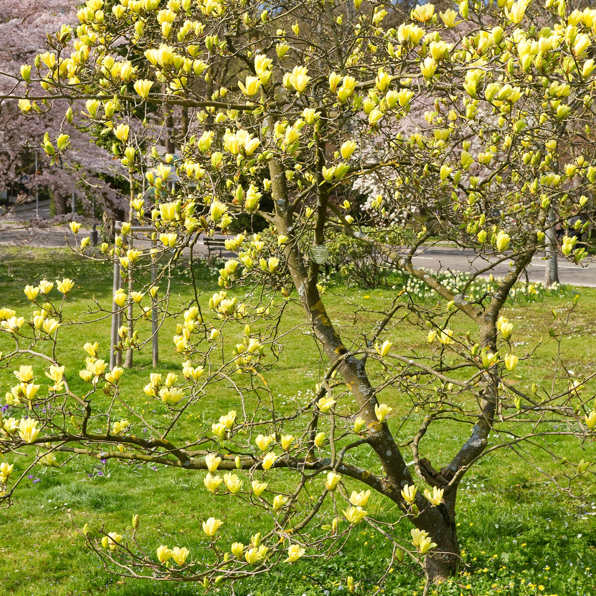 Magnolia 'Yellow Lantern' - Magnolia Yellow Lantern - Bakker