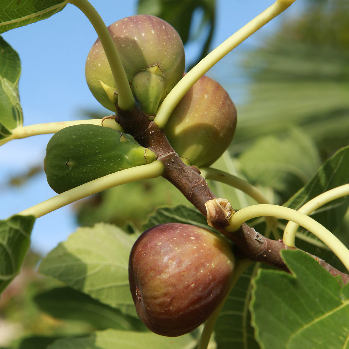 Vijgenbomen - Vijgenboom op stam - Ficus carica Brown Turkey