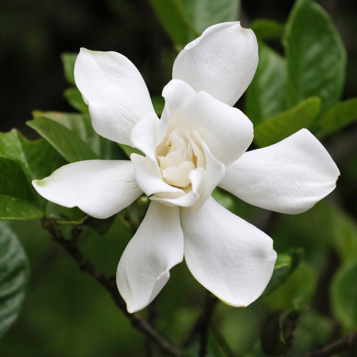 Kaapse Jasmijn 'Celestial Star'