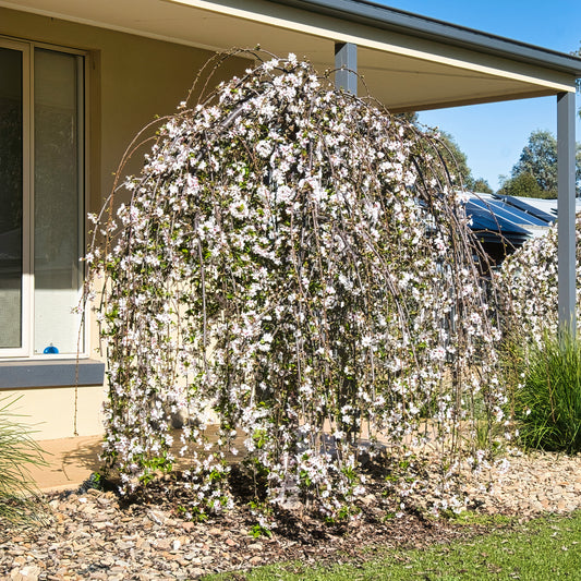 Treursierkers 'Snow Fountains' - Bakker