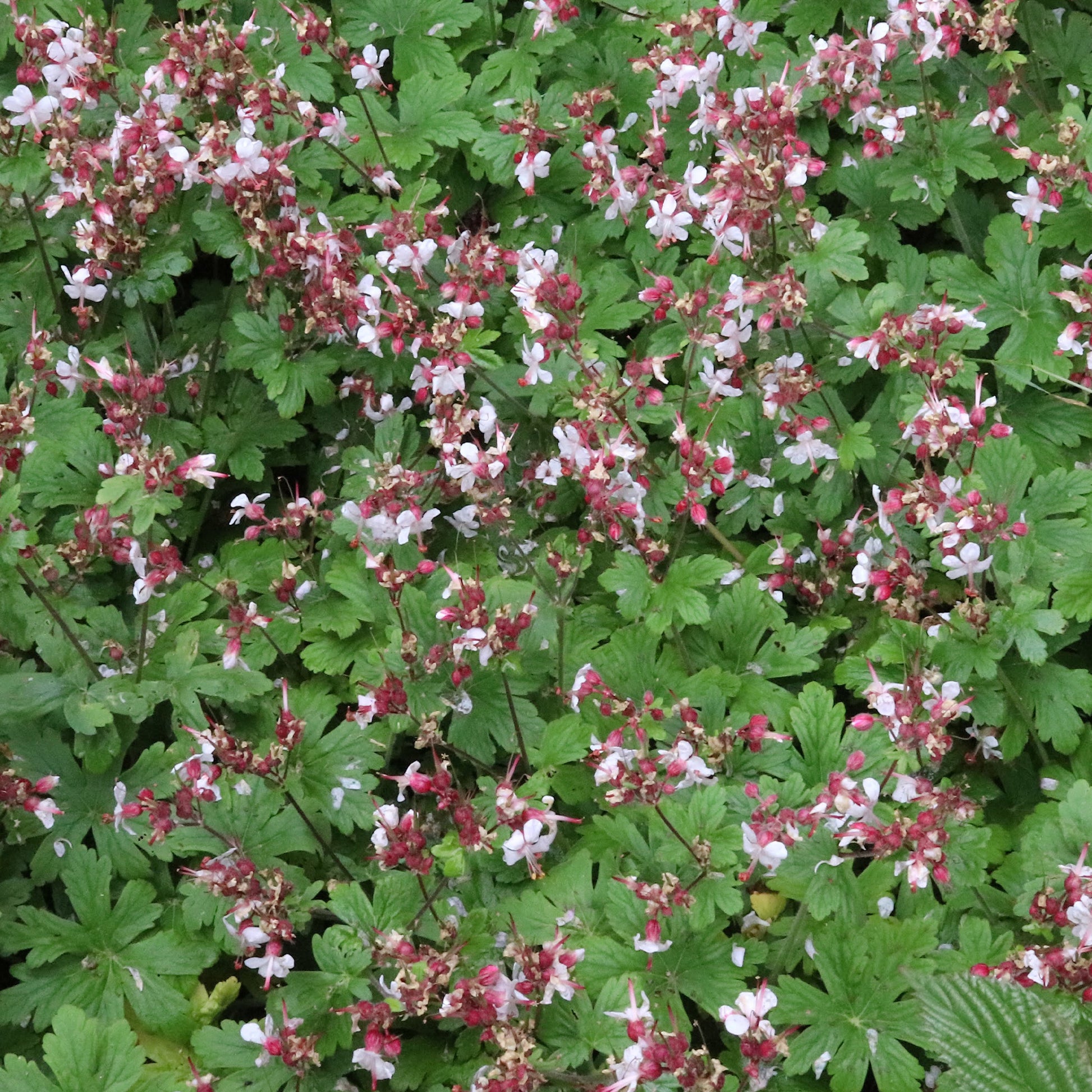 Verkoop Ooievaarsbek 'Spessart' - Geranium  macrorrhizum Spessart