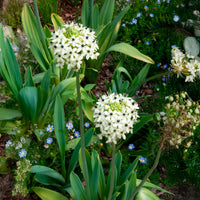 Vogelmelk (x3) - Ornithogalum saundersiae - Bakker