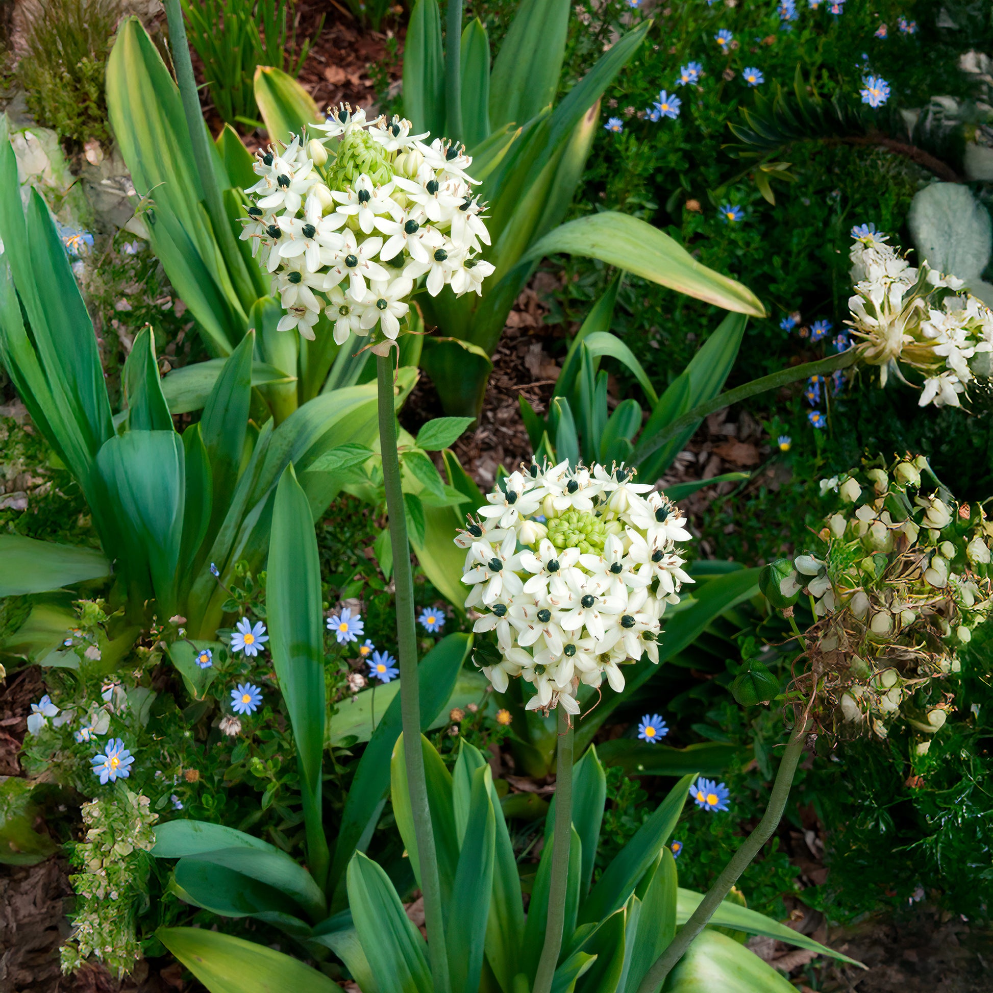 Vogelmelk (x3) - Ornithogalum saundersiae - Bakker