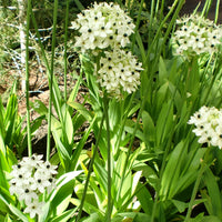 Ornithogalum saundersiae - Vogelmelk (x3) - Voorjaarsbloeiers
