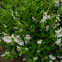 Pulchra Bruidsbloem - Deutzia pulchra - Bakker