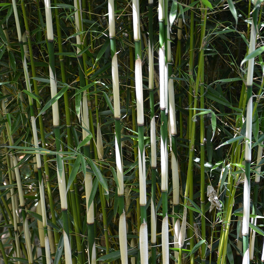 Bamboe Fargesia 'Campell' - Bakker